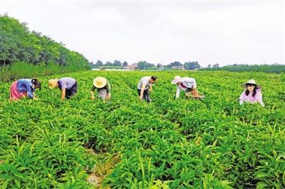 药材种植合作社需要什么条件