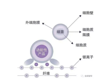 基于蛋白质与离子交换的作用