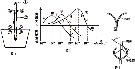 仿真植物与滚筒滚动的区别