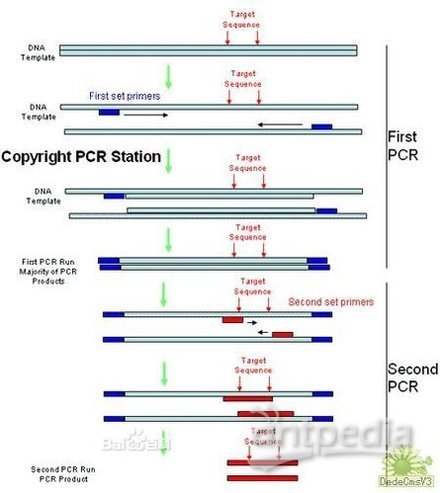 pcr引物合成原理,PCR引物合成原理与深度调查解析说明,理论研究解析说明_十三行35.65.90