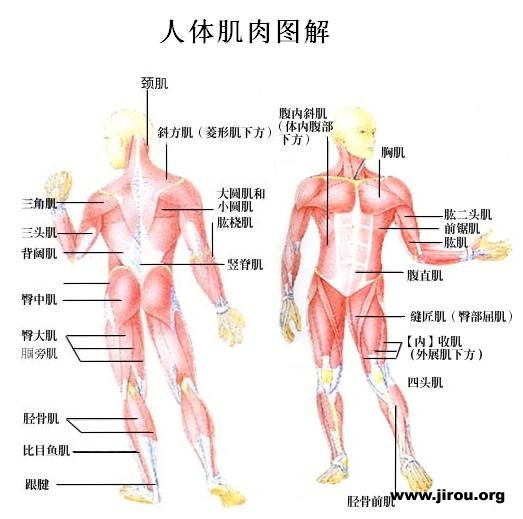 股二头肌疼怎么回事,股二头肌疼痛的原因及精细评估解析,全面解析说明_交互版99.13.35