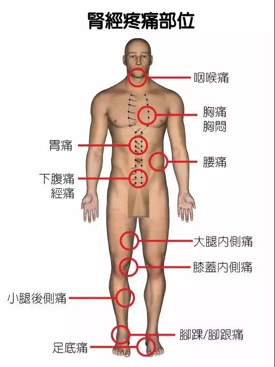 背部疼痛对应部位图片