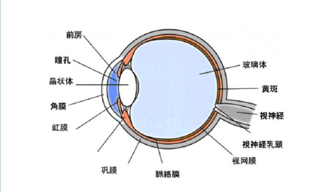 眼科眼底病英文缩写