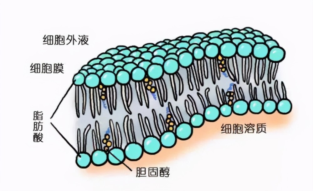 补偿膜是什么意思