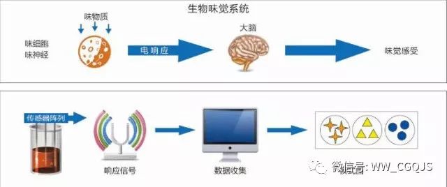 酶传感器的工作原理,酶传感器的工作原理，迅速执行解答计划的探索,现状说明解析_铜版42.15.16