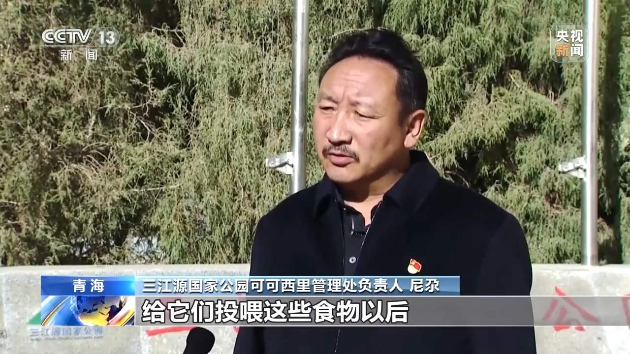 疑似可可西里网红狼被大货车压死