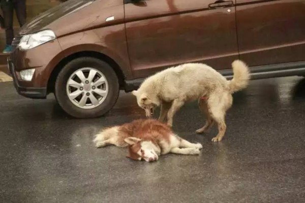 主人没牵住狗绳致路人车祸身亡