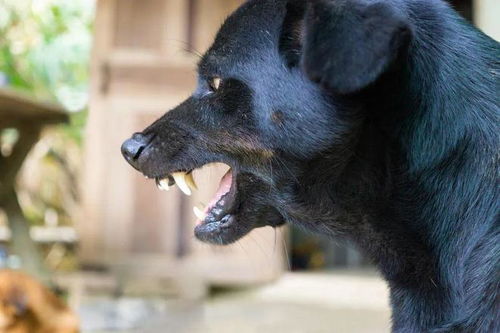 西安4岁男童遭恶犬袭击致昏迷