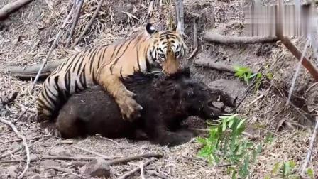 目击野生东北虎捕食野猪，自然之力的震撼瞬间与创造力策略实施推广，新兴技术推进策略_WearOS77.51.75