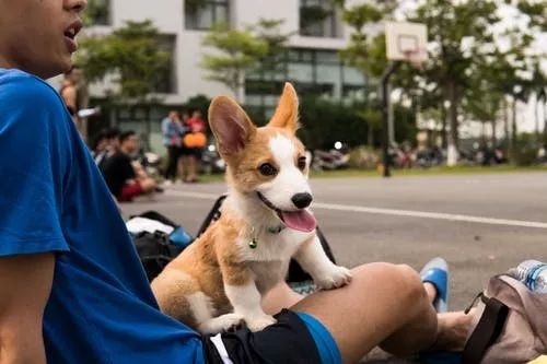 西安四岁男童遭狗袭击后度过危险期，专业研究揭示关键定义与工具版应用的重要性，持续设计解析方案_AP41.97.21